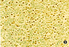 0203.gif (15610 bytes)