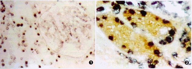 12.gif (91816 bytes)