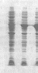 72-1.gif (8105 �ֽ�)