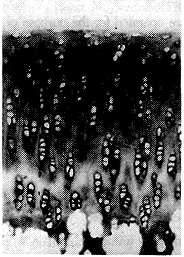 304.gif (38577 bytes)