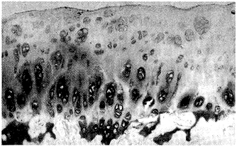 305-3.gif (79062 bytes)