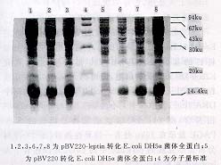 12-03.jpg (11811 bytes)