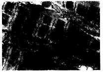 t259-1.gif (4971 bytes)