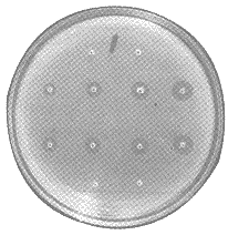 231-1.gif (10467 �ֽ�)