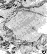 132-3.gif (6446 bytes)