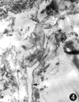 132-4.gif (7422 bytes)