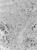 0603.gif (7352 bytes)