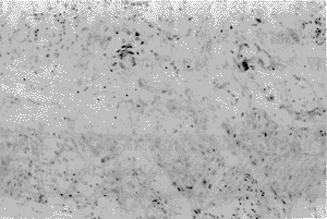 0702.gif (11533 bytes)