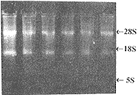 t46-1.gif (7380 bytes)