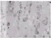 t53102.gif (5954 bytes)