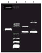 t61201.gif (3574 bytes)