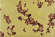 t62803.gif (24006 bytes)