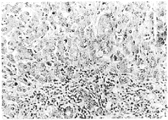 t134-1.gif (19334 字节)