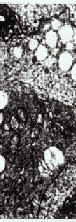 t110-7.gif (9394 bytes)