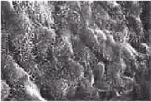 t51302.gif (17816 bytes)