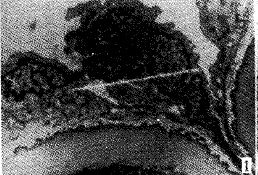 t17301.gif (13625 bytes)