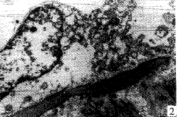 t17302.gif (14398 bytes)