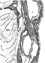 �س���|��|�ص�|����/����ص��й��������ȶ//