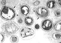 t20302.gif (8573 bytes)