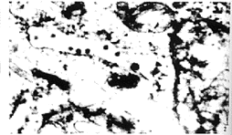 t40-2.gif (12055 �ֽ�)