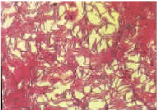 t57201.gif (37820 bytes)