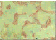 t57202.gif (26456 bytes)