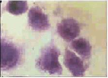 t57302.gif (27072 bytes)