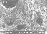 t51303.gif (11200 �ֽ�)