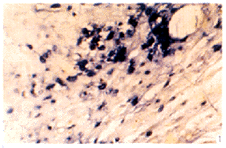 t43-1.gif (28254 �ֽ�)