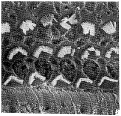 t11-2.gif (26842 �ֽ�)