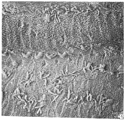 t11-4.gif (29527 �ֽ�)