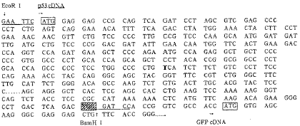 t10601.gif (9581 �ֽ�)