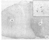 t77704.gif (4564 bytes)