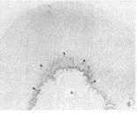 t77706.gif (4067 bytes)