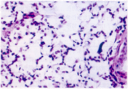 t191-1.gif (36841 字节)