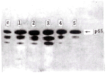 t191-2.gif (13316 字节)