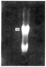 t139-1.gif (14201 字节)