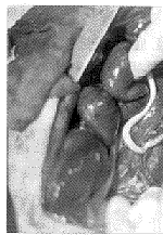 t137-3.gif (8614 bytes)