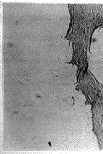 t137-5.gif (9371 bytes)