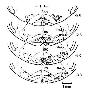������|RVLM��Ԫ�Է��ŵ�|����������|�ɺ�/�����ضԴ������踹���ͷ������Ԫ����Ӱ��//