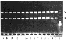 523.gif (5626 bytes)