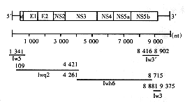 drjy4-01.gif (5335 bytes)