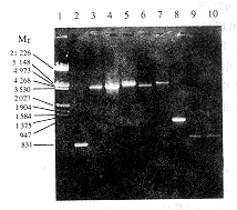 drjy4-02.gif (27004 bytes)