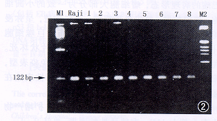 05.gif (51586 bytes)