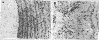 553.gif (10618 bytes)