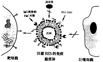 148.gif (8401 bytes)