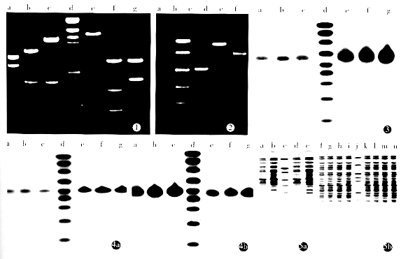 9808t10.gif (19568 bytes)