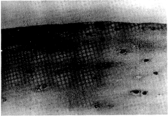 301-1.gif (67370 bytes)