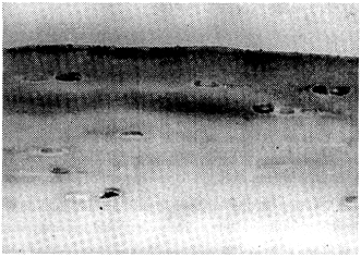 301-2.gif (83516 bytes)