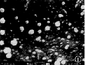 0138.gif (4443 bytes)